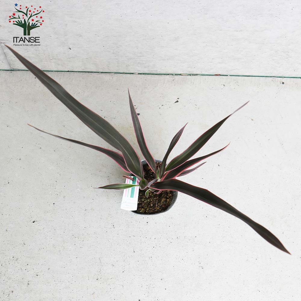 ニューサイラン(入才蘭) テナクス ピンクライン 【庭木 3.5号ポット 多年草カラーリーフ・オーナメンタルプランツ苗】