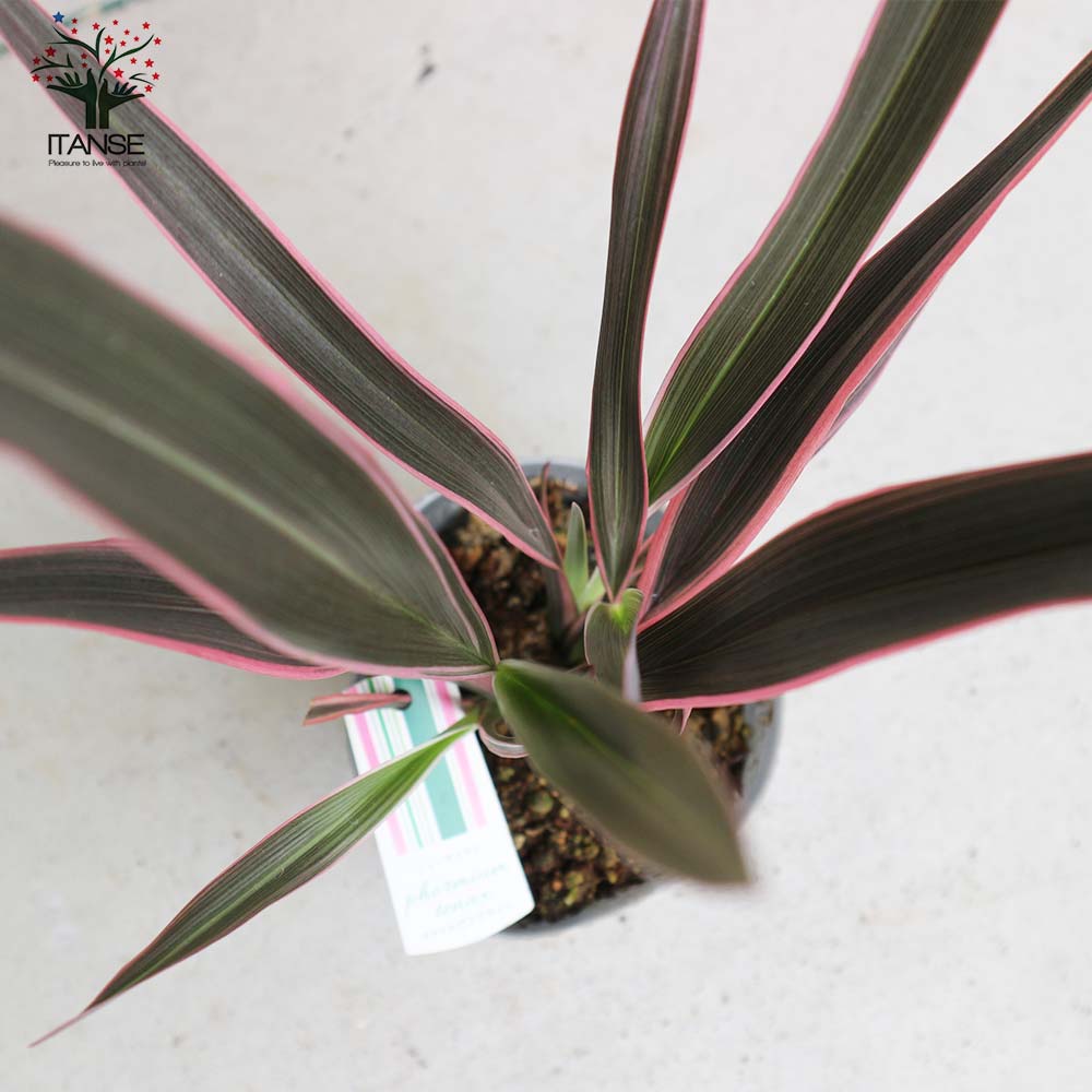 ニューサイラン(入才蘭) テナクス ピンクライン 【庭木 3.5号ポット 多年草カラーリーフ・オーナメンタルプランツ苗】