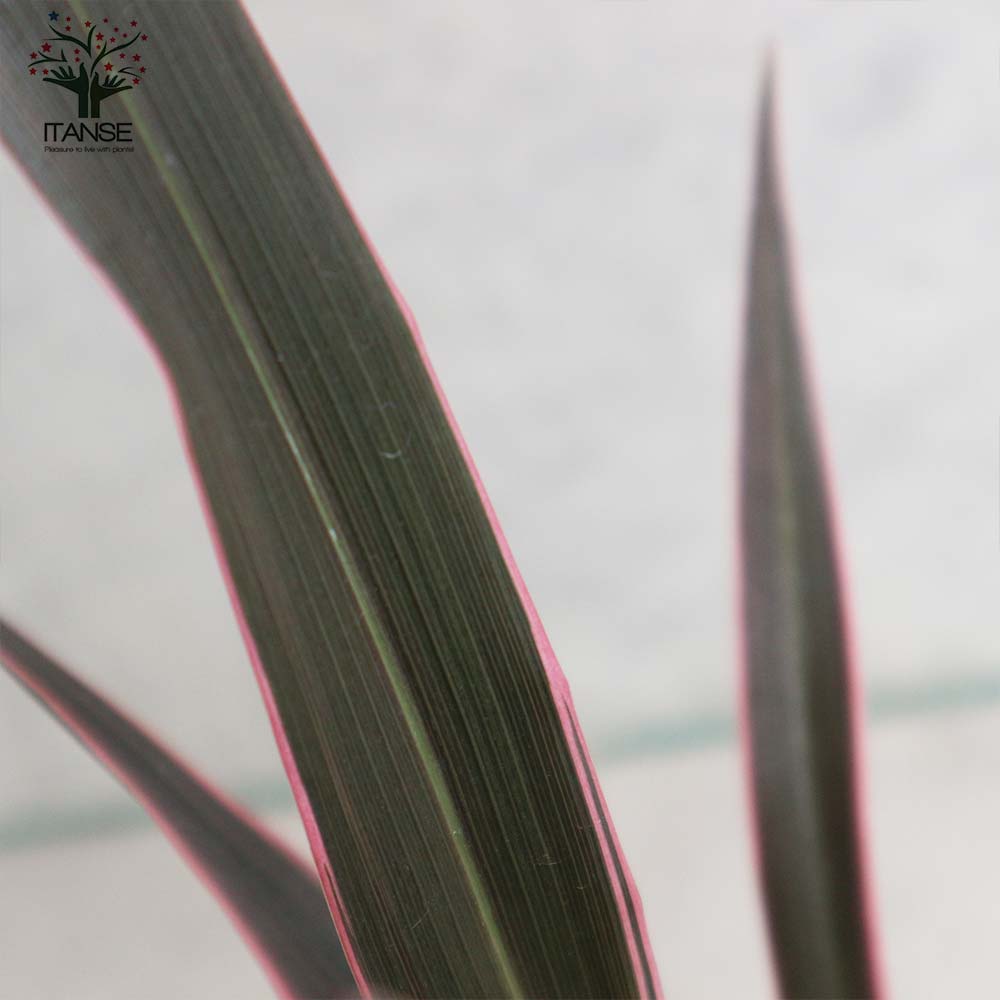 ニューサイラン(入才蘭) テナクス ピンクライン 【庭木 3.5号ポット 多年草カラーリーフ・オーナメンタルプランツ苗】