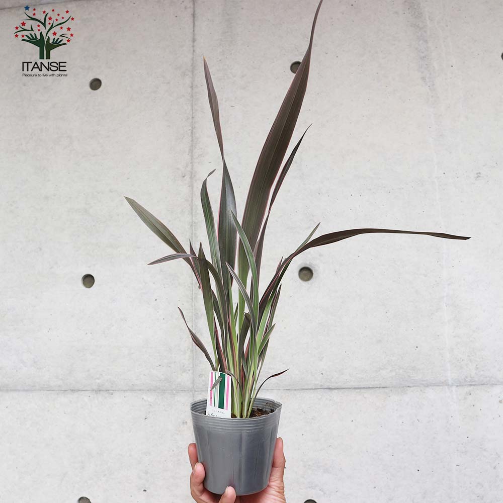 ニューサイラン(入才蘭) テナクス ピンクライン 【庭木 3.5号ポット 多年草カラーリーフ・オーナメンタルプランツ苗】