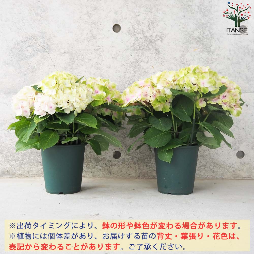 アジサイ レモンキス ピンク【花苗 6号鉢】｜ 【植物のITANSE