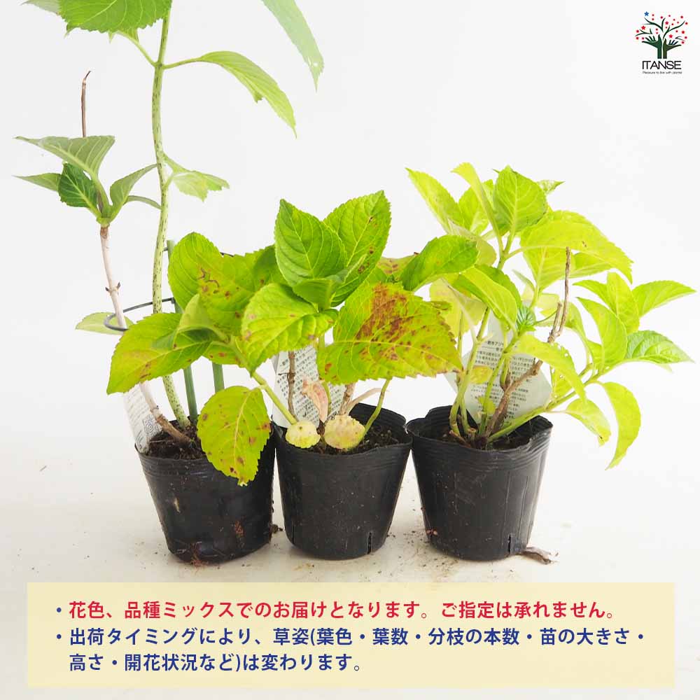 花終わり訳ありアジサイ 花色・品種ミックス2個～【花苗 3～4号鉢