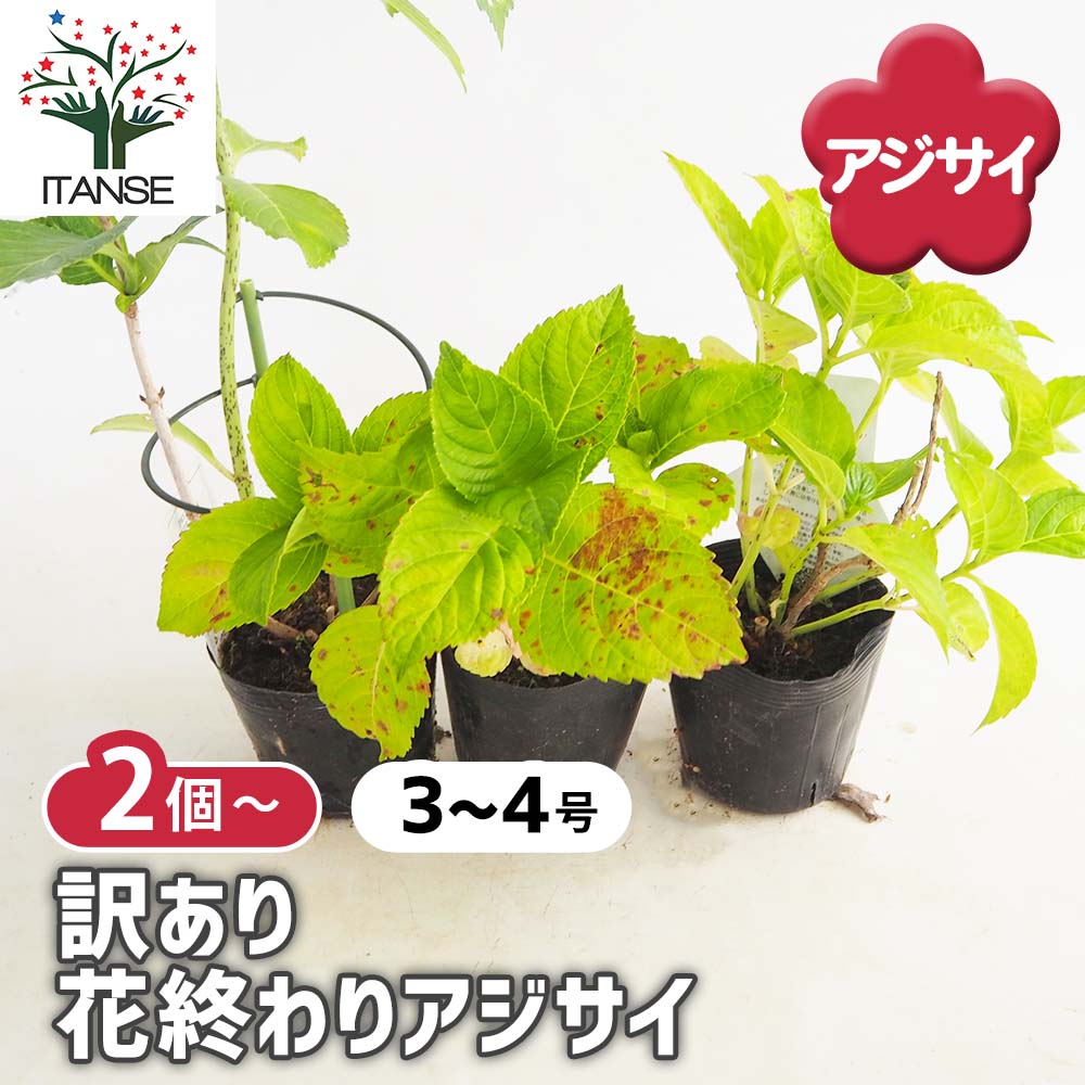 花終わり訳ありアジサイ 花色・品種ミックス2個～【花苗 3～4号鉢