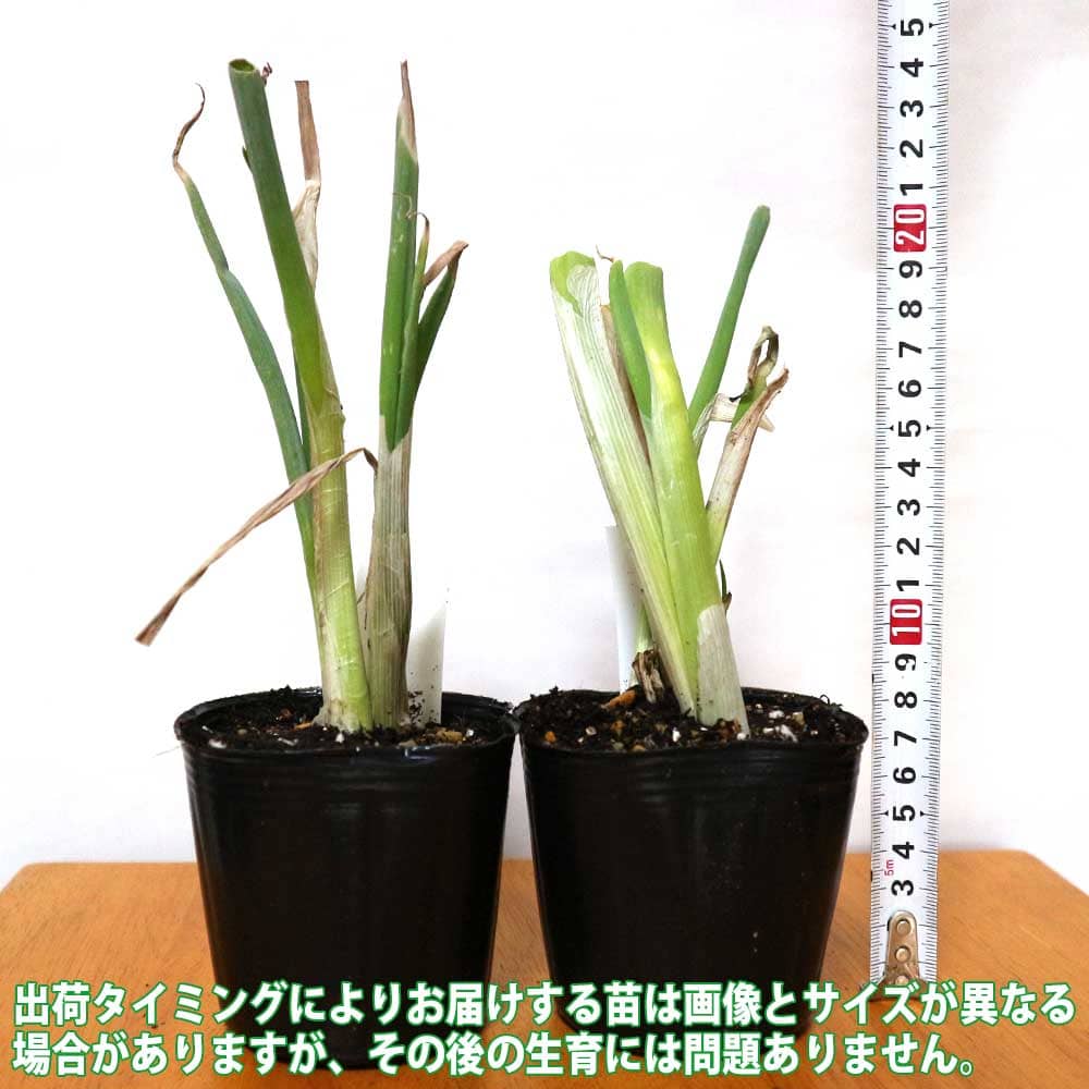 九条太ねぎ(干しねぎ挿し苗)2個～【野菜苗 9cmポット】
