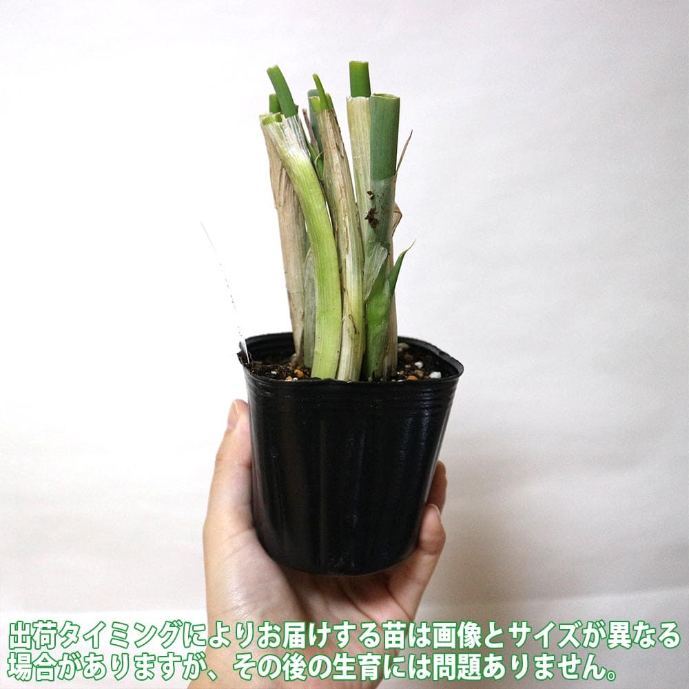 九条太ねぎ(干しねぎ挿し苗)2個～【野菜苗 9cmポット】