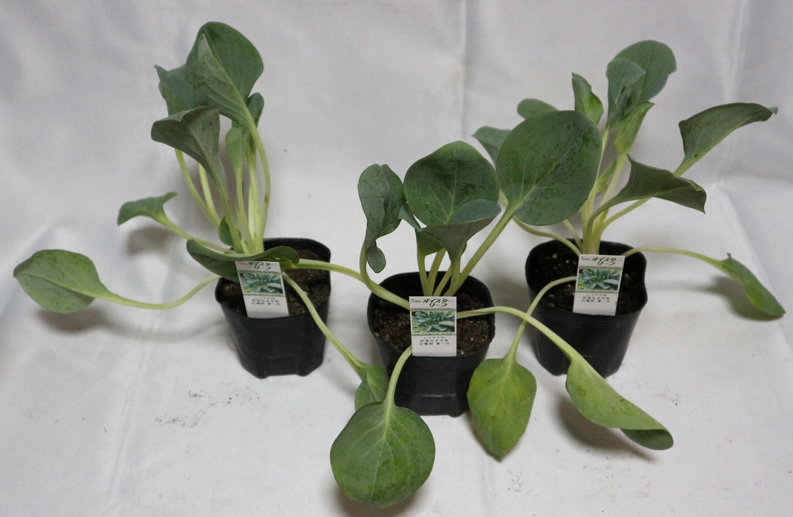 オイスターリーフ 3個セット(生牡蠣の味がする人気のオードブル野菜!)【9cmポット苗／3個セット】