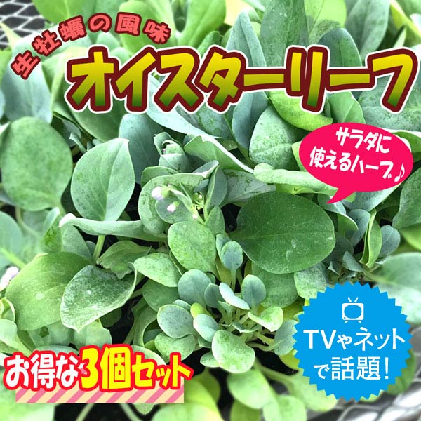 オイスターリーフ 3個セット(生牡蠣の味がする人気のオードブル野菜!)【9cmポット苗／3個セット】