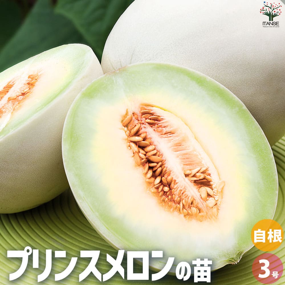 プリンスメロン (品種:都プリンス) 自根苗2個～【野菜の苗 3号ポット】
