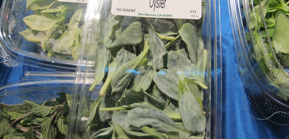 オイスターリーフ 3個セット(生牡蠣の味がする人気のオードブル野菜!)【9cmポット苗／3個セット】