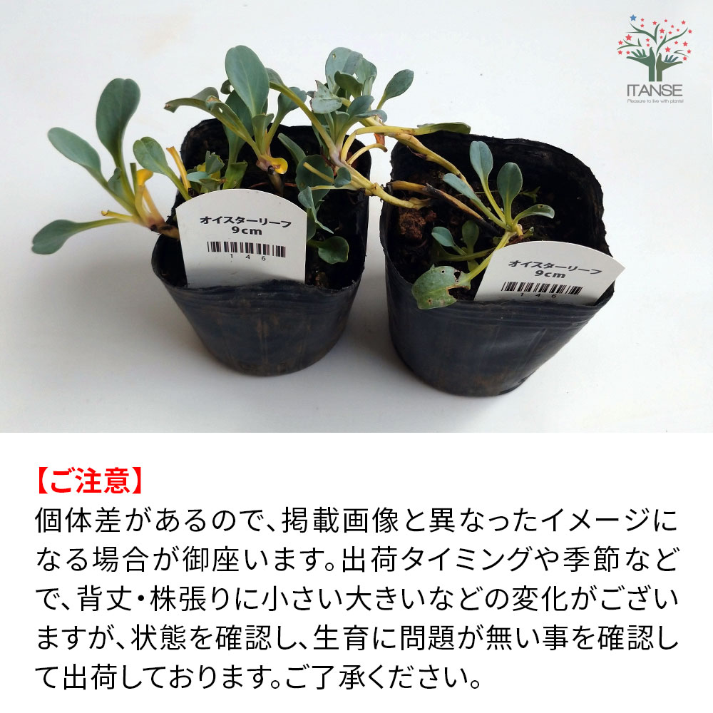 オイスターリーフ 3個セット(生牡蠣の味がする人気のオードブル野菜!)【9cmポット苗／3個セット】