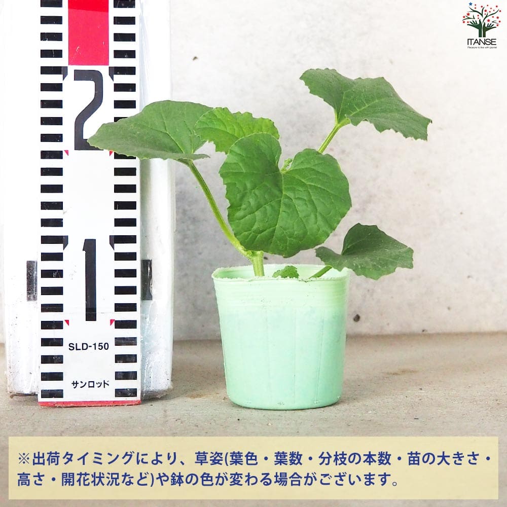 プリンスメロン (品種:都プリンス) 自根苗2個～【野菜の苗 3号ポット】