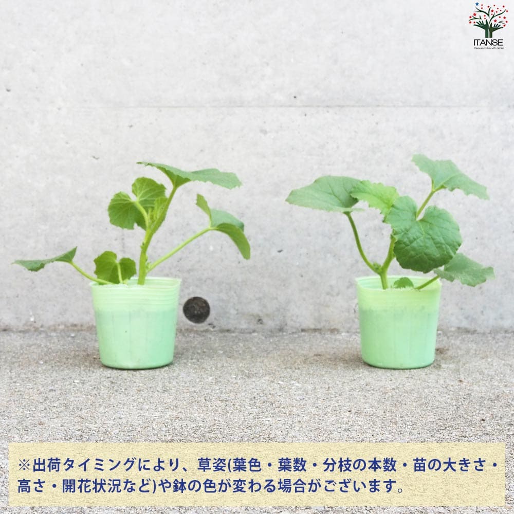 プリンスメロン (品種:都プリンス) 自根苗2個～【野菜の苗 3号ポット】