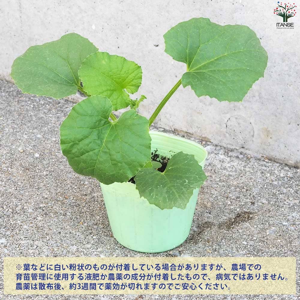 プリンスメロン (品種:都プリンス) 自根苗2個～【野菜の苗 3号ポット】