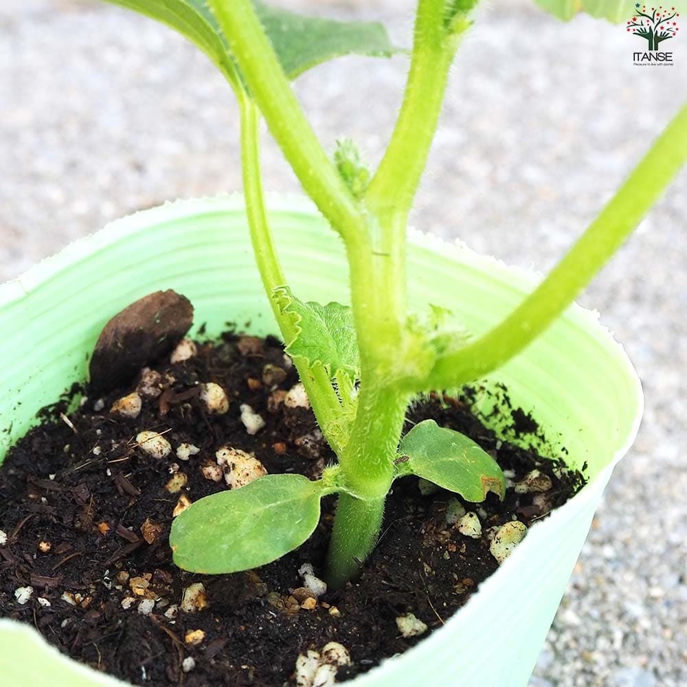 プリンスメロン (品種:都プリンス) 自根苗2個～【野菜の苗 3号ポット】