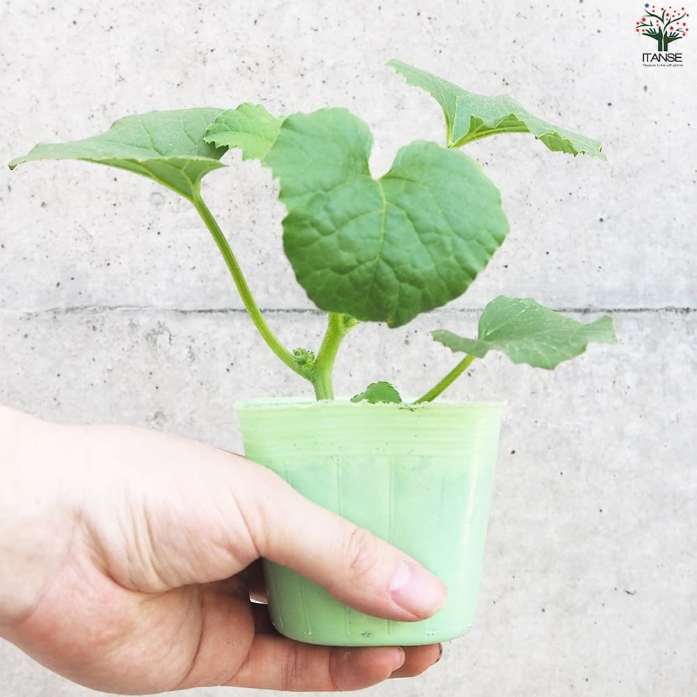 プリンスメロン (品種:都プリンス) 自根苗2個～【野菜の苗 3号ポット】