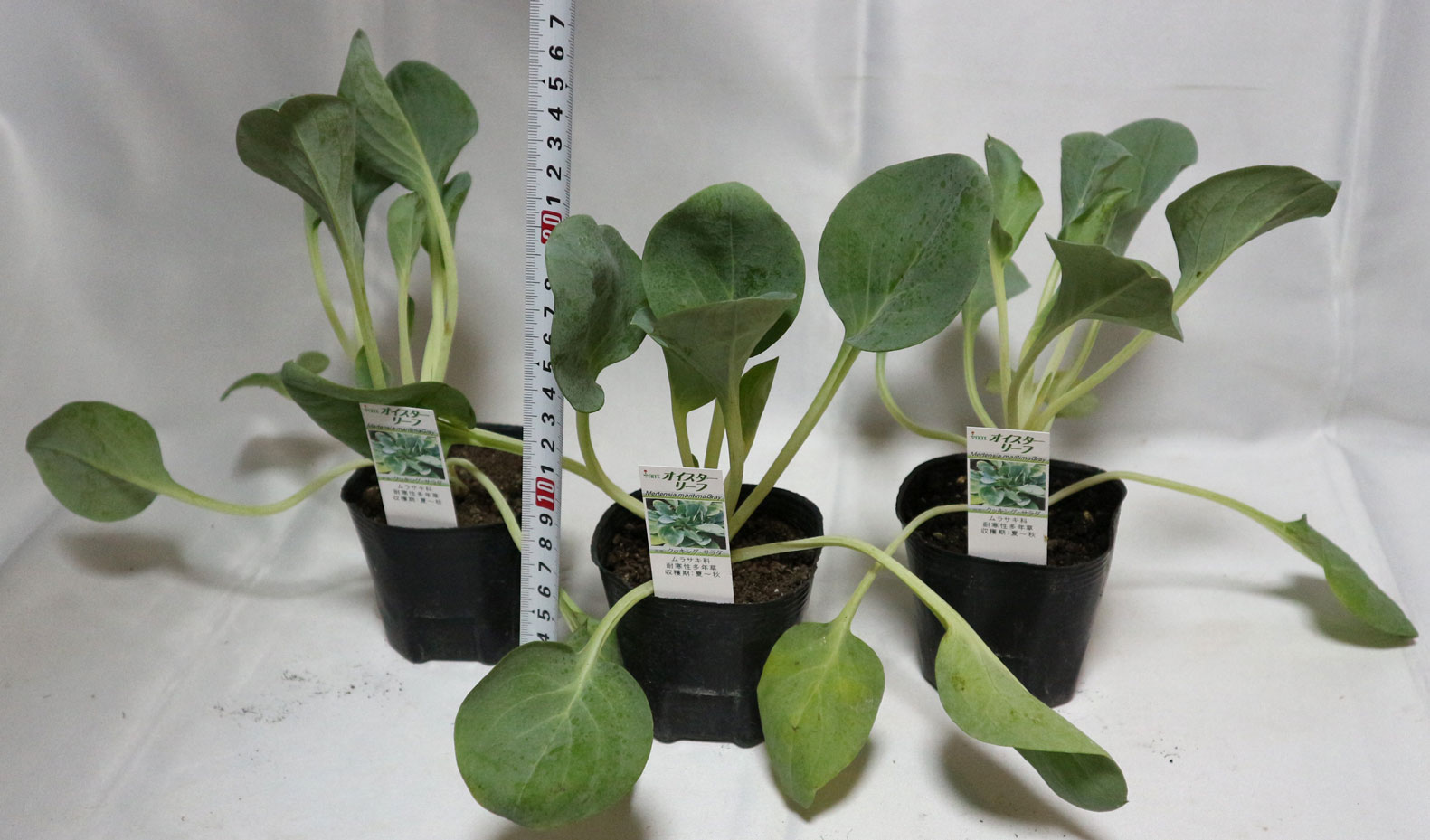 オイスターリーフ 3個セット(生牡蠣の味がする人気のオードブル野菜!)【9cmポット苗／3個セット】