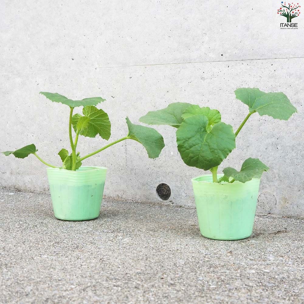 プリンスメロン (品種:都プリンス) 自根苗2個～【野菜の苗 3号ポット】