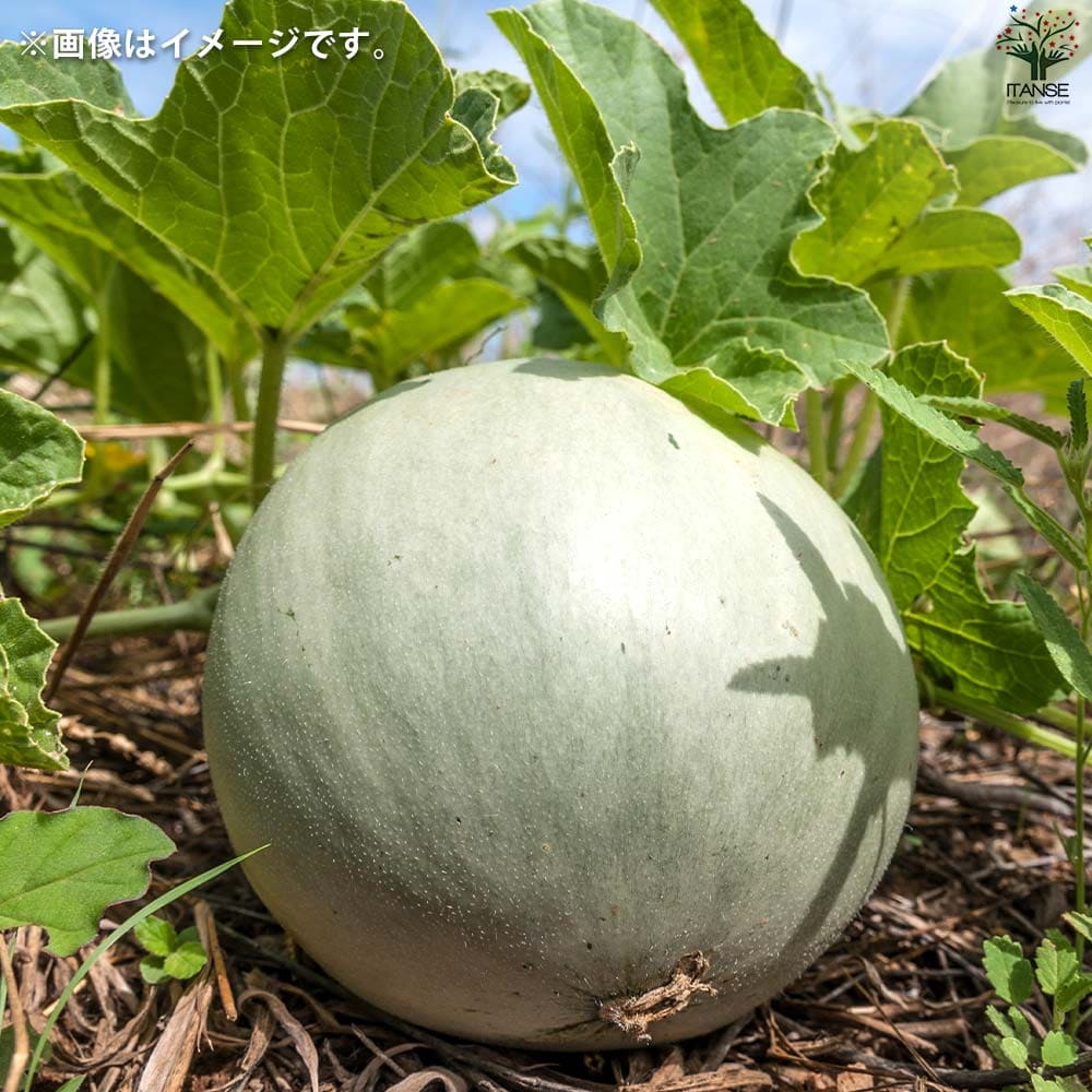 プリンスメロン (品種:都プリンス) 自根苗2個～【野菜の苗 3号ポット】