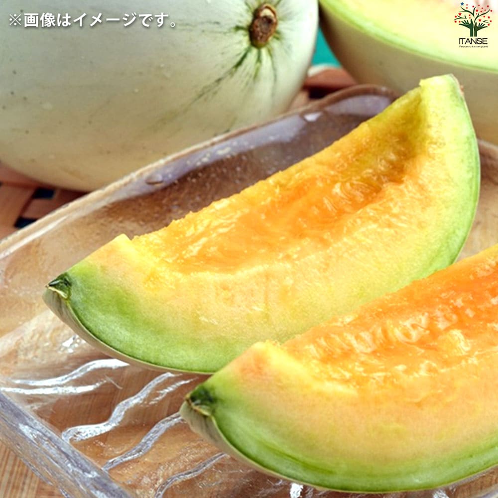 プリンスメロン (品種:都プリンス) 自根苗2個～【野菜の苗 3号ポット】