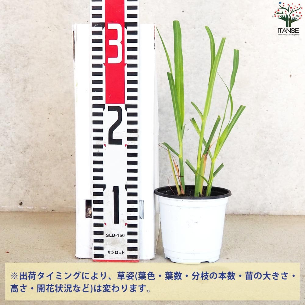 レモングラス 10.5cm2個～【おうちで簡単！育てやすい10.5cmポットハーブ苗シリーズ！】