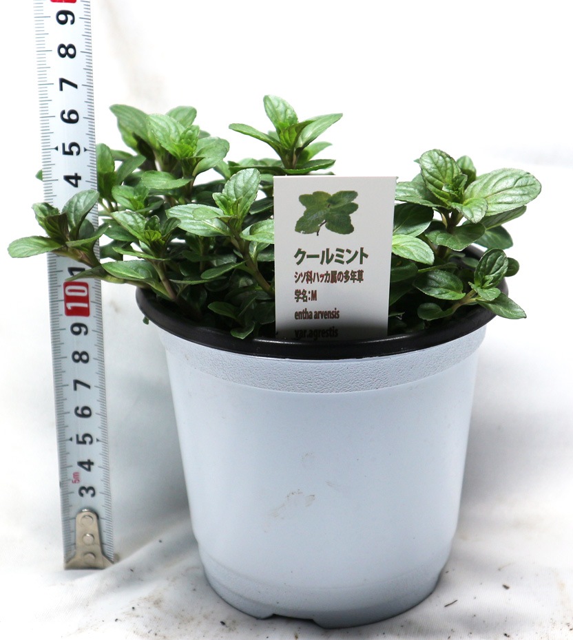 「クールミント」ハーブBN硬質12cmポット大苗 【2個セット】