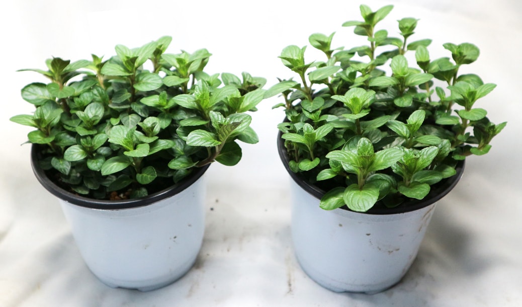 「クールミント」ハーブBN硬質12cmポット大苗 【2個セット】