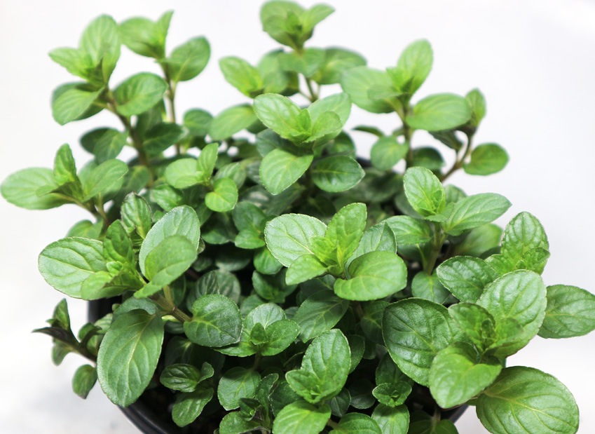 「クールミント」ハーブBN硬質12cmポット大苗 【2個セット】