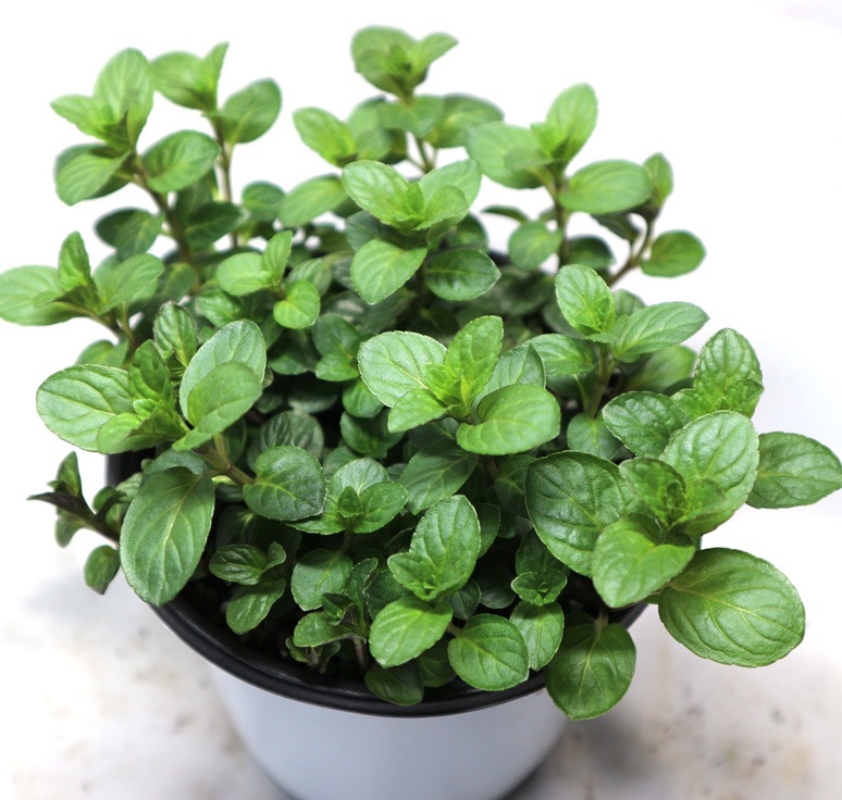 「クールミント」ハーブBN硬質12cmポット大苗 【2個セット】