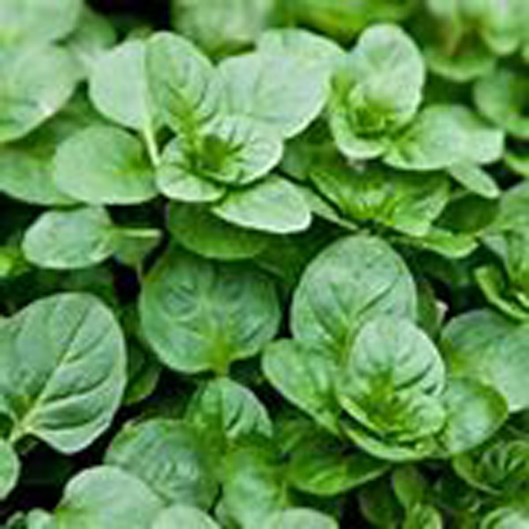 「クールミント」ハーブBN硬質12cmポット大苗 【2個セット】