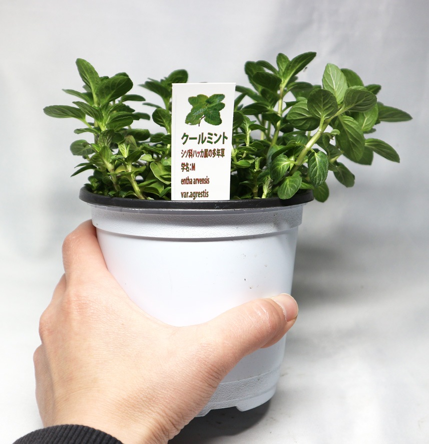 「クールミント」ハーブBN硬質12cmポット大苗 【2個セット】