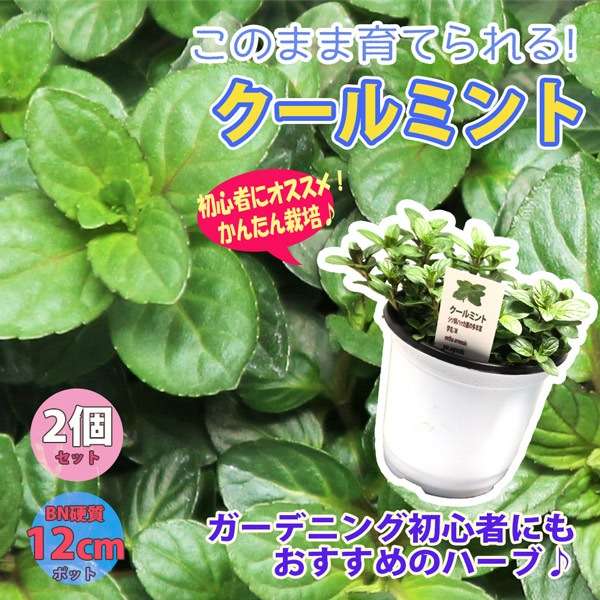 「クールミント」ハーブBN硬質12cmポット大苗 【2個セット】