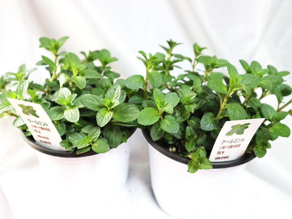 「クールミント」ハーブBN硬質12cmポット大苗 【2個セット】