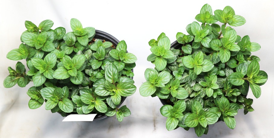 「クールミント」ハーブBN硬質12cmポット大苗 【2個セット】