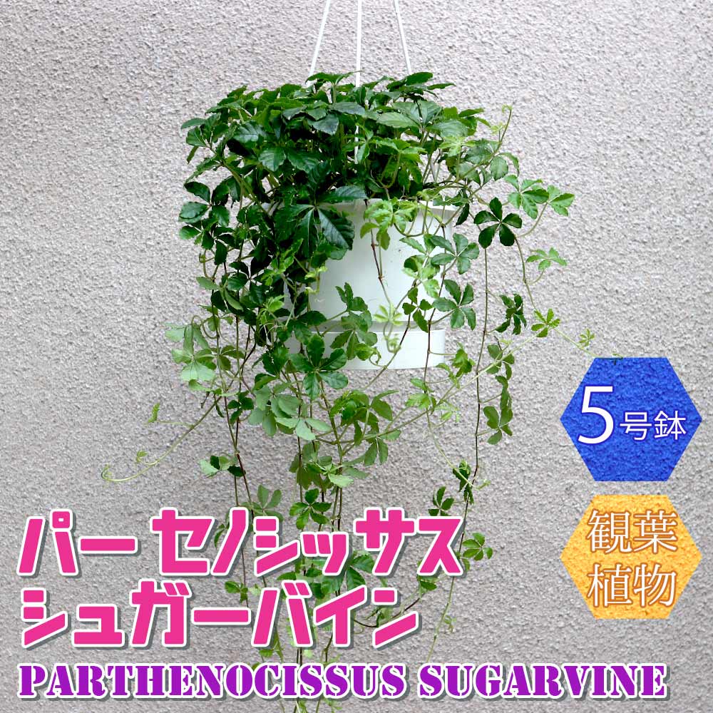 パーセノシッサス シュガーバイン 吊り鉢【小型 観葉植物 5号鉢】