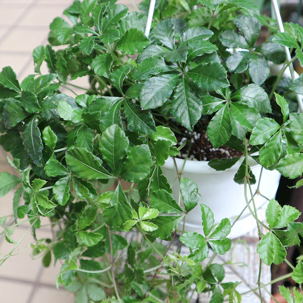 パーセノシッサス シュガーバイン 吊り鉢【小型 観葉植物 5号鉢】