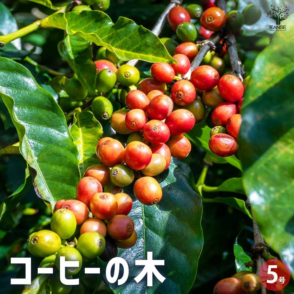 コーヒーの木 【果樹の苗木 5号鉢／1個売り】