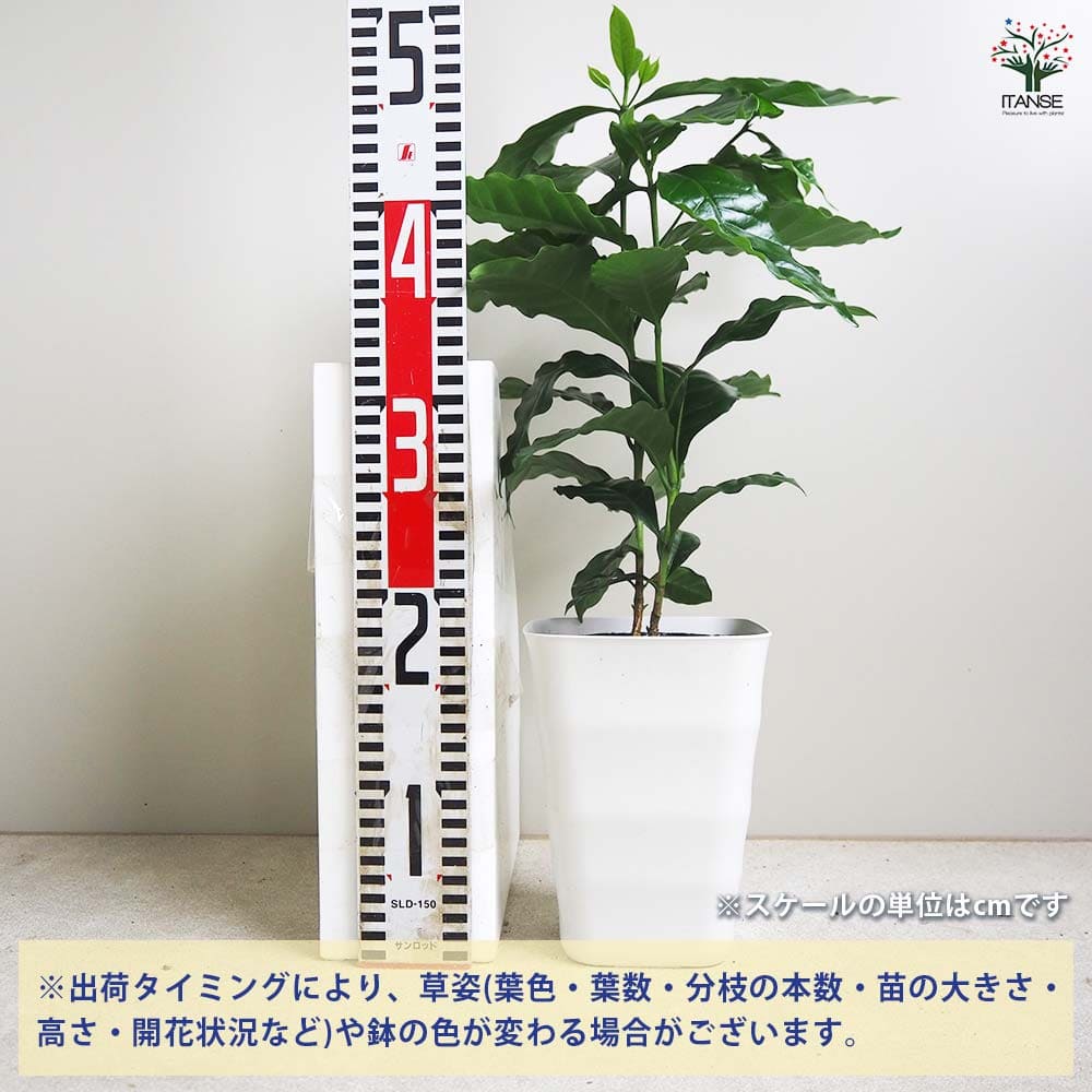 コーヒーの木 【果樹の苗木 5号鉢／1個売り】