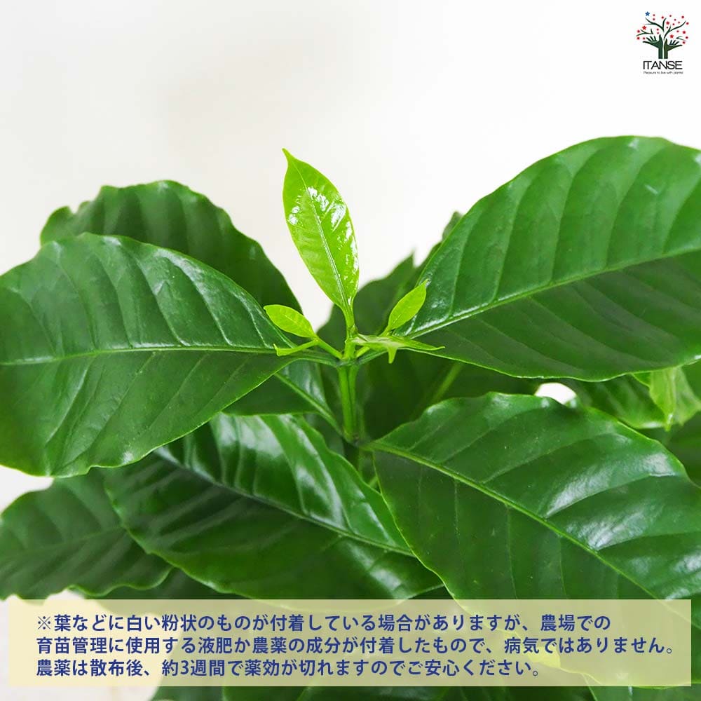 コーヒーの木 【果樹の苗木 5号鉢／1個売り】