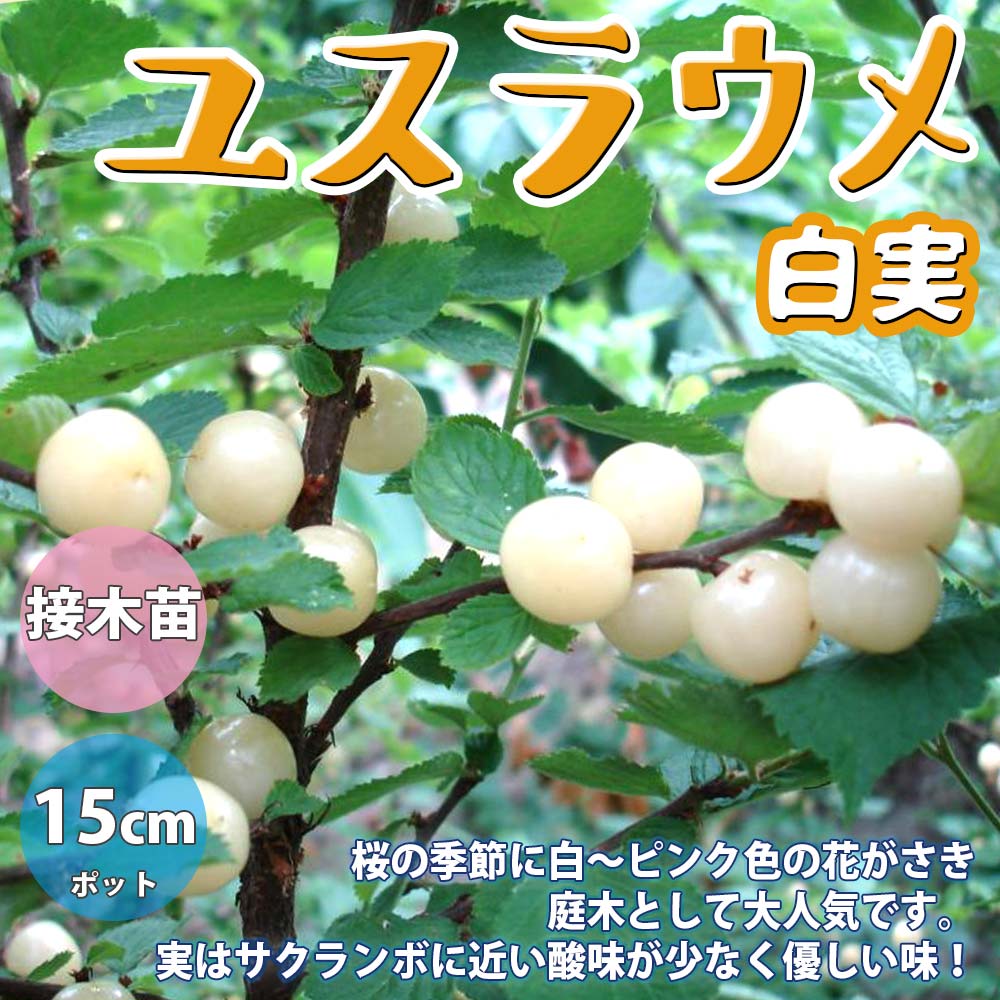 ユスラウメの苗木 白実【果樹苗／12～15cmポット接木苗／1個