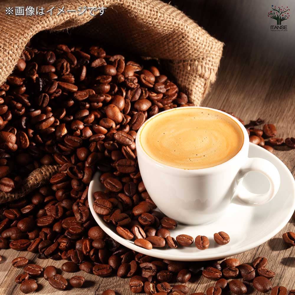 コーヒーの木 【果樹の苗木 5号鉢／1個売り】