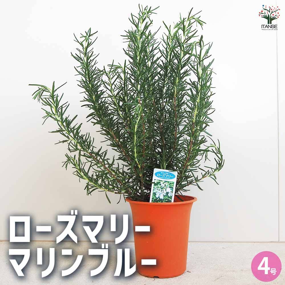 ローズマリー マリンブルー 【ハーブの苗 4号】｜ 【植物の