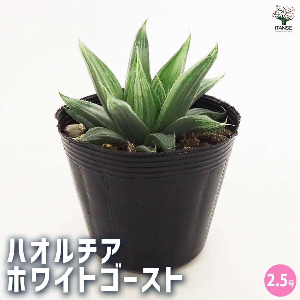 ハオルチア ホワイトゴースト 【多肉植物 2.5号ポット】｜ 【植物の