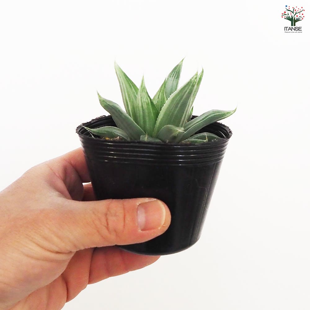 ハオルチア ホワイトゴースト 【多肉植物 2.5号ポット ハオルチア ホワイトゴースト 【多肉植物 2.5号ポット