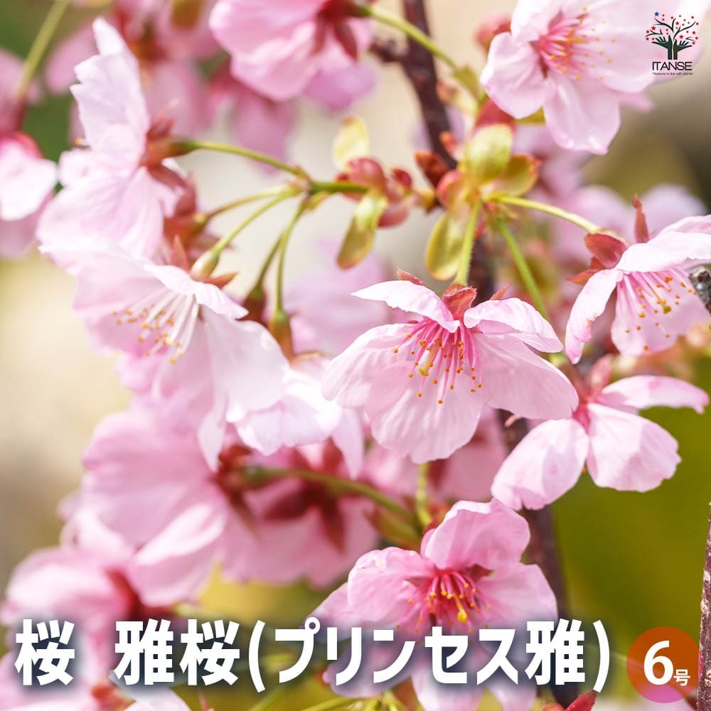 在庫ラスト　中苗　レア　ホヤ アルゲンティア プリンセス サクララン　美株 Hoya argentea Princess ホヤ アルゲンティア プリンセス . 何色もの