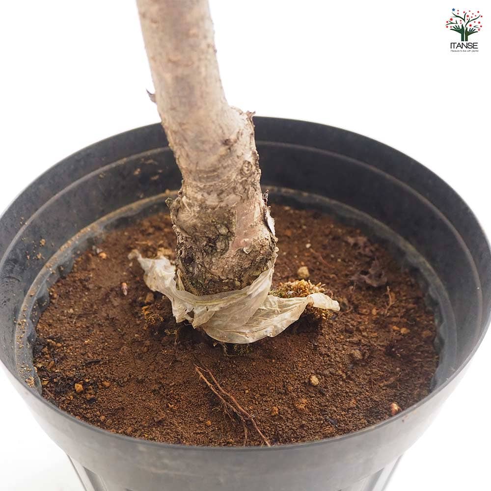 桜の苗木 雅桜(プリンセス雅) 【花木苗 6号／1個売り】｜ 【植物