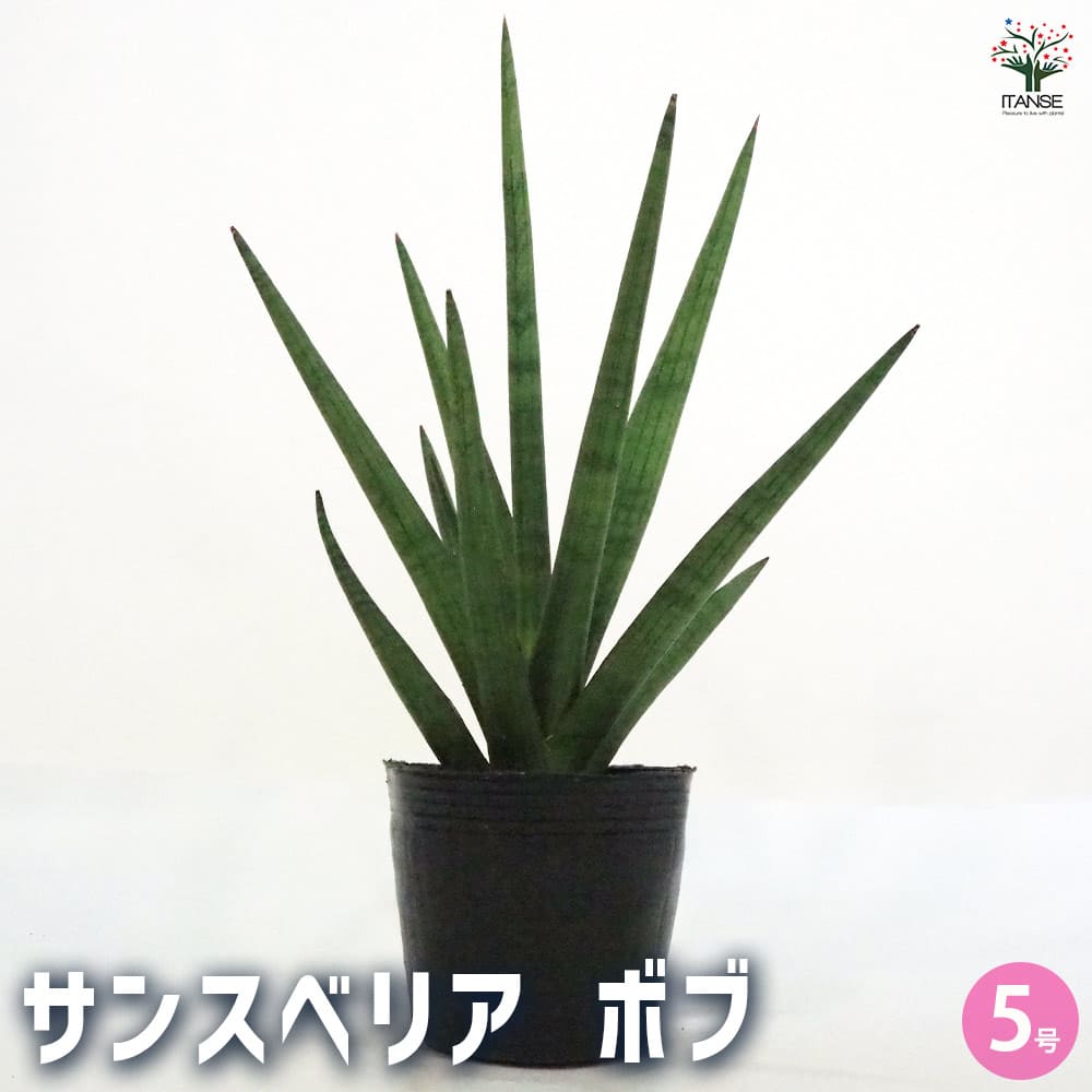 サンスベリア ボブ 【観葉植物 5号ポット／1個売り】