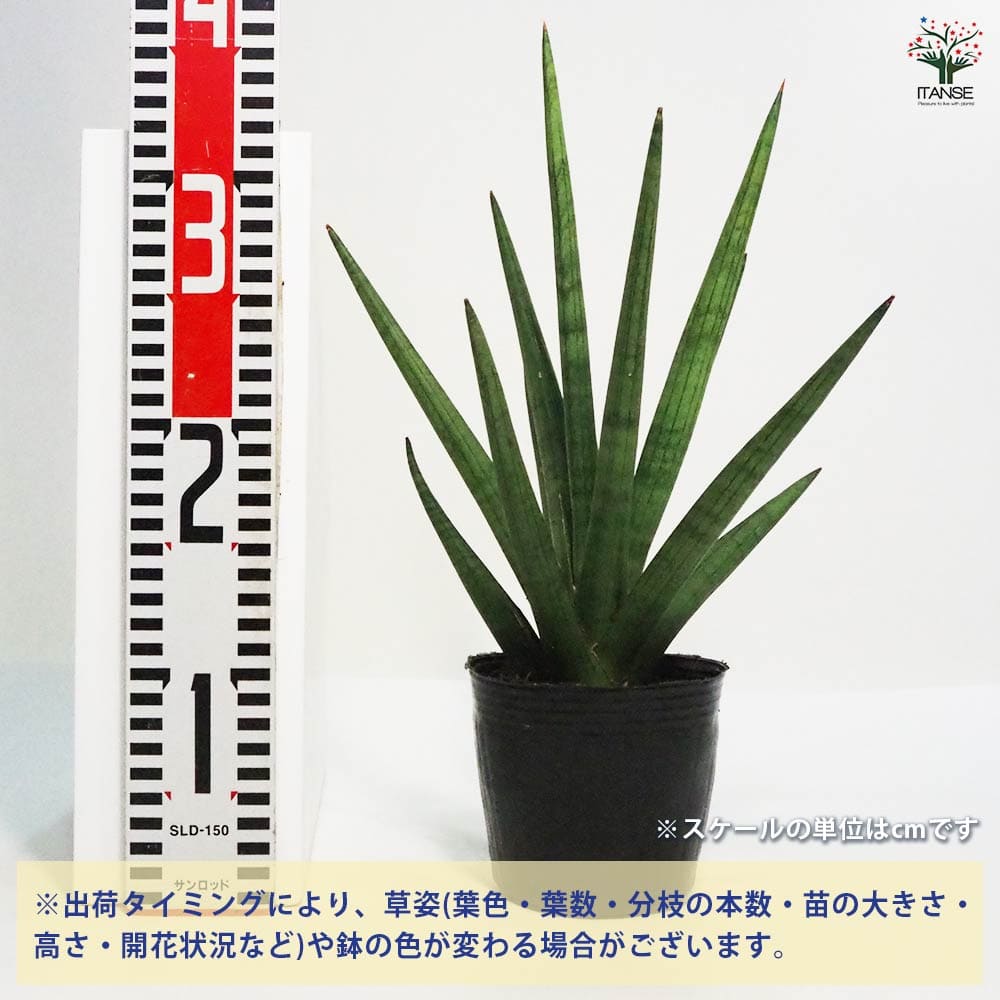 サンスベリア ボブ 【観葉植物 5号ポット／1個売り】