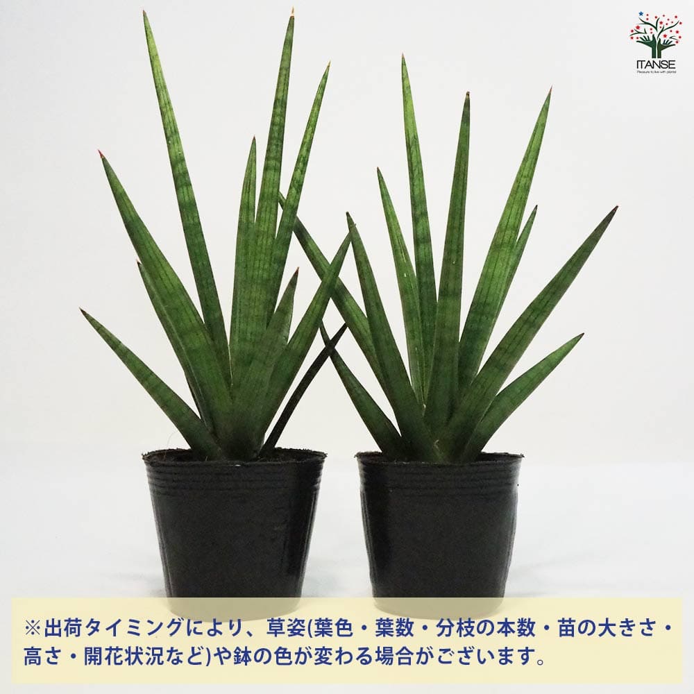 サンスベリア ボブ 【観葉植物 5号ポット／1個売り】