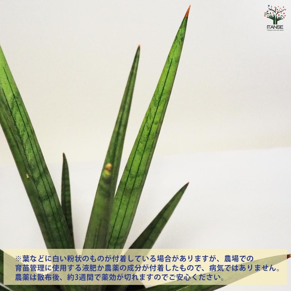 サンスベリア ボブ 【観葉植物 5号ポット／1個売り】