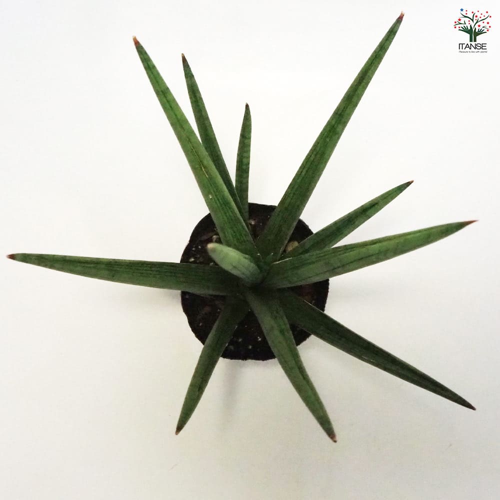 サンスベリア ボブ 【観葉植物 5号ポット／1個売り】